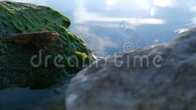 一条美国河中的<strong>小龙</strong>虾拉丁阿塔库斯在一块石头上，绿藻潜入水中。